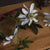 Passion Flower Spray – Everbloom Collection- Set of 3 Hill Interiors