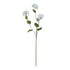 Viburnum Opulus – Everbloom Collection- Set of 3