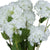 Viburnum Opulus – Everbloom Collection- Set of 3 Hill Interiors