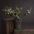 Cream Wild Meadow Rose – Everbloom Collection- Set of 3