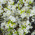 White Cherry Blossom Spray – Everbloom Collection- Set of 3 Hill Interiors