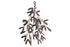 Avni Mistletoe